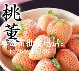 英子草莓苗Logo