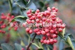 油葉花椒樹(shù) 花椒苗