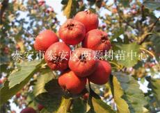 供應無核山楂苗