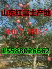 山东水晶红富士苹果供应最新价格