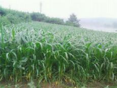 玉米草种子批发 玉米草种子厂家直销 玉米
