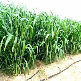 长沙玉米草批发 长沙玉米草多少钱一斤