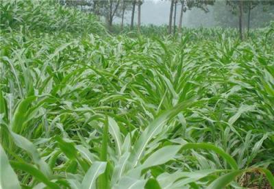 上海玉米草批发 上海玉米草厂家直销