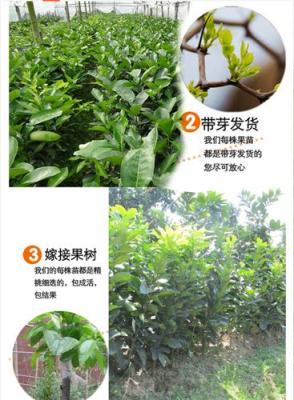 福建平和琯溪蜜柚苗金桔蜜柚苗產(chǎn)地直批