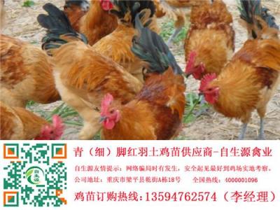 南充土雞苗行情 南充土雞市場 南充雞苗