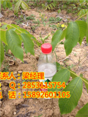 巴南贵阳嫁接核桃苗有哪些品种