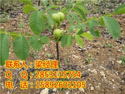 双桥川早核桃苗基地 双桥保证核桃苗成活率