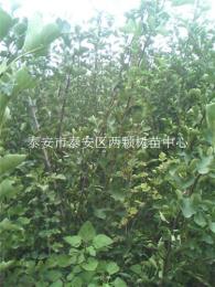 山楂苗 山楂樹(shù)苗品種