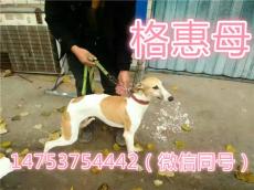 贵州凯里市格力犬幼犬价格