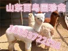 山東哪里的羊駝便宜