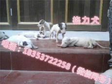 哪里有賣白格力犬的