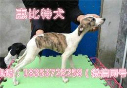 青島格力犬公多少錢一只