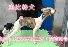天津惠比特犬養殖價格
