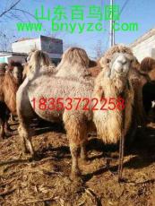 山东潍坊骆驼养殖成本