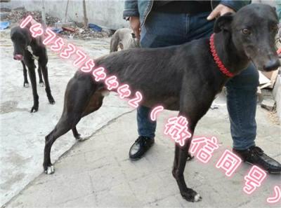 天津惠比特犬養(yǎng)殖價格