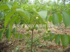 供應優質核桃苗 香玲嫁接苗批發