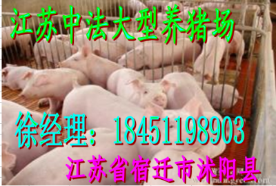 今天苗猪价格江苏养猪场