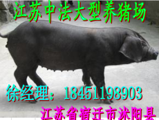 福建太湖猪价格江苏种猪场