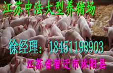 苏太猪原种场江苏种猪场