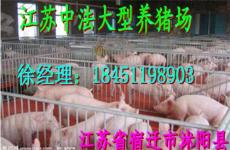 全国崽猪价格表江苏种猪场