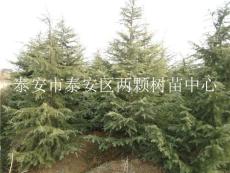 低價(jià)供應(yīng)雪松小苗