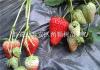 草莓苗新品种 价格低
