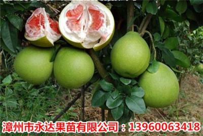 贵州红肉蜜柚苗谁知道红肉蜜柚苗的种植技术