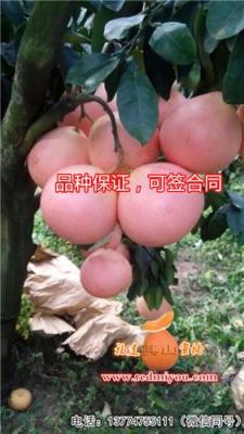 贵州新三红蜜柚苗 贵州三红蜜柚树苗