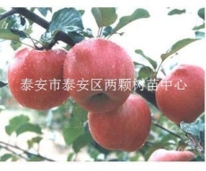 冬紅寶 冰蘋果