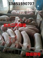 广州杜洛克种猪价格江苏中豪厂家直销