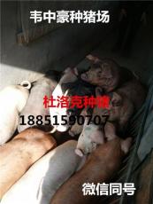 广州后备母猪价格江苏中豪厂家直销