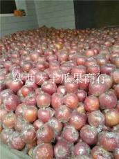 陕西红富士苹果供应商高原红苹果价格走势