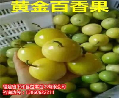百香果種哪種好 百香果苗哪種好