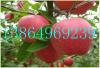 m9t337矮化苹果苗