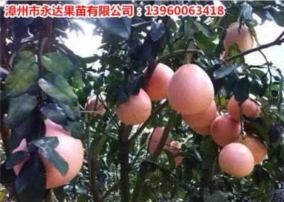 贵州哪些地方成功种植 贵州 三红蜜柚苗