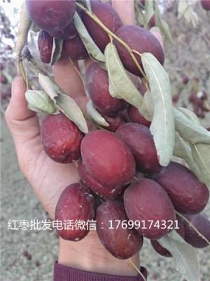 陇南新疆红枣批发多少钱