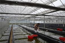 蔬菜温室大棚建设在冬季的浇水方法