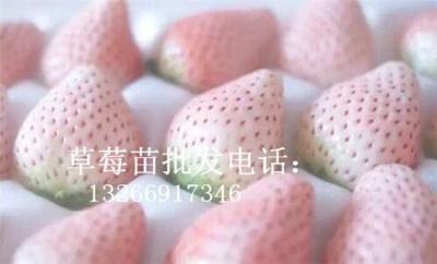英子草莓苗供應電話