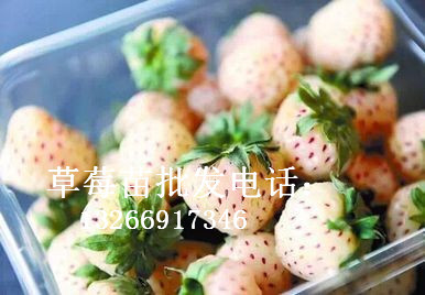 英子草莓苗供應電話