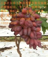 黑龙江占地苗 品种有枸杞苗红豆杉大葡萄树