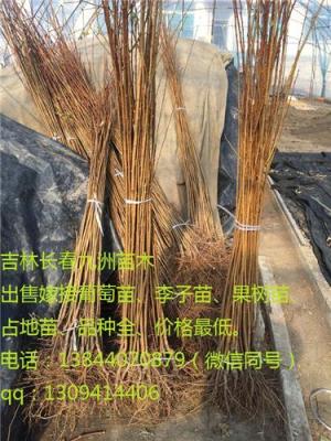 出售通化果樹(shù)苗 白山 白城李子苗基地