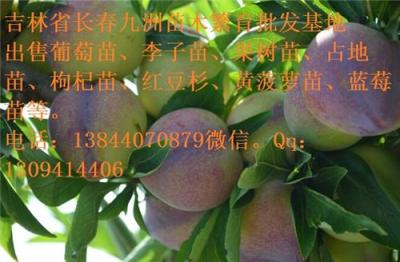 黑龍江李子苗 出售哈爾濱果樹苗廠家直銷