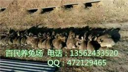 广西桂林肉兔价格回温 养100只肉兔多少钱