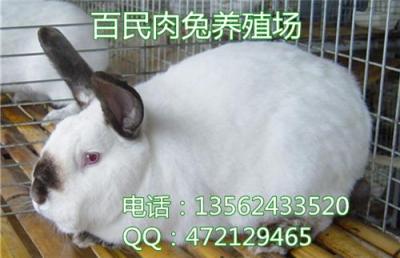 广西桂林肉兔价格回温 养100只肉兔多少钱