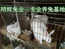 辽宁现在獭兔多少钱 养100只獭兔利润多少