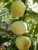桃树新品种供应优质永莲密桃苗口感甜产量高