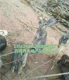宁夏杂交野兔养殖基地 银川养兔效益分析