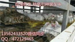獭兔养殖配种时间简单介绍 獭兔价格