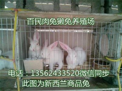 河北廊坊獭兔养殖场供应獭兔种兔 獭兔笼