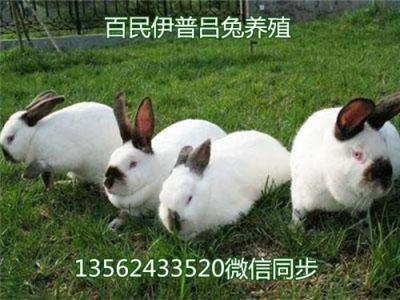 吉林獭兔养殖场的安全常识 獭兔的价格